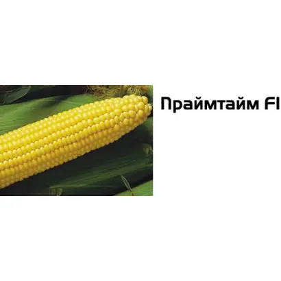 Праймтайм F1