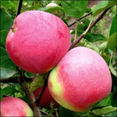 Слава Победителям