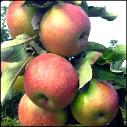 Городищенское