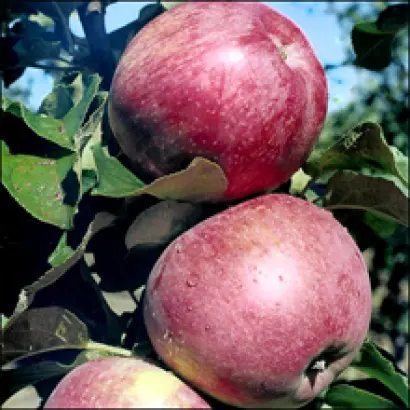 Млиевчанка осенняя