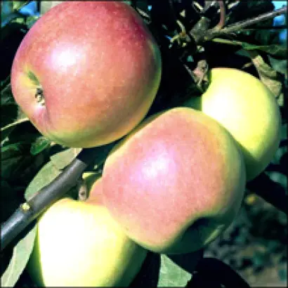 Пепинка Золотистая