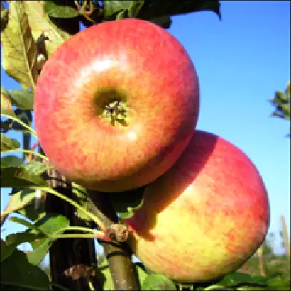 Свитанок Млиева