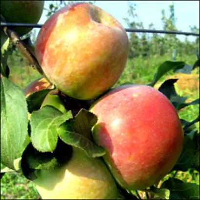 Юбилейное МИС