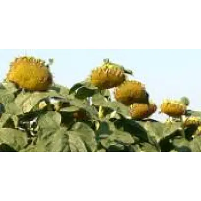 Морава / Morava