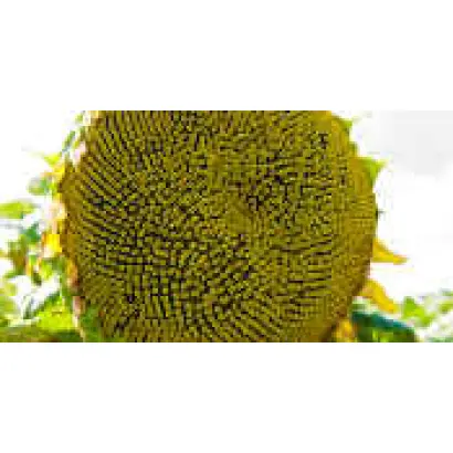 Римисол / Rimisol