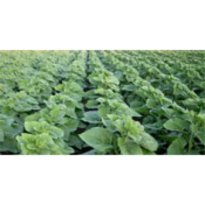 НС-Сумо-2017 / NS-Sumo-2017