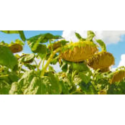 НС-Сумо-2018 / NS-Sumo-2018