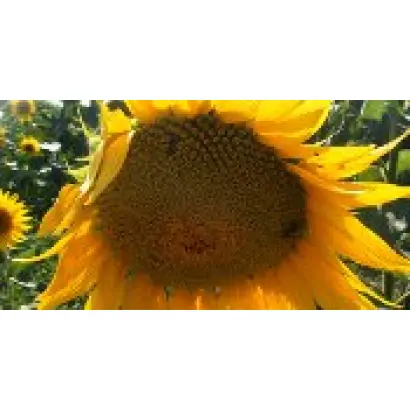 НС Див (кондитерский)