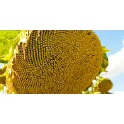 НС-Х-2063 / NS-H-2063