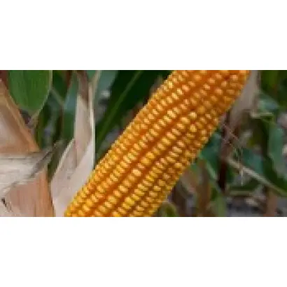 Торонто / Toronto