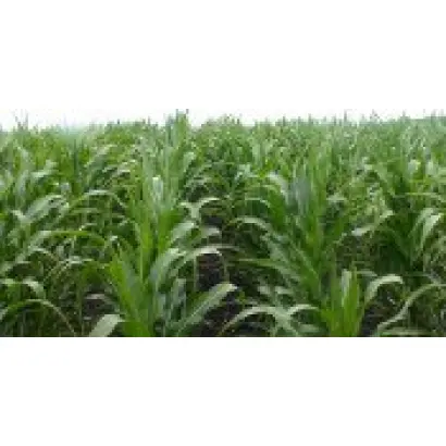 Фруктис / Fructis