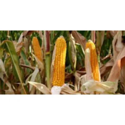 Иннагуа / Innagua