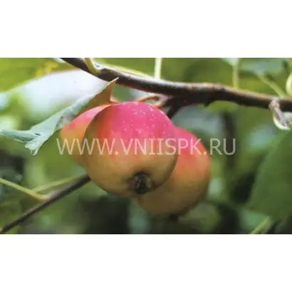 Августовское дальневосточное