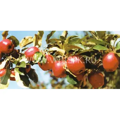 Адыгейское