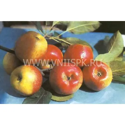 Алёнушкино