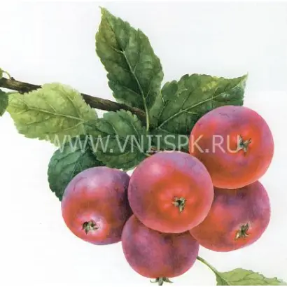 Алтайский голубок