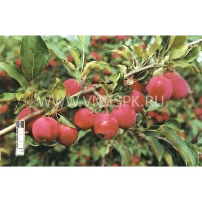 Алтайское багряное