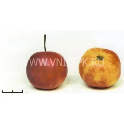 Алтайское бархатное