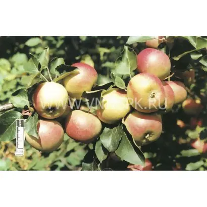 Алтайское зимнее