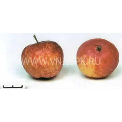 Алтайское крапчатое