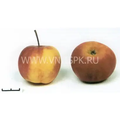 Алтайское пурпуровое