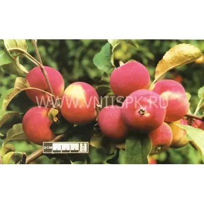 Алтайское румяное