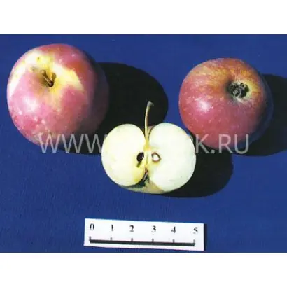 Амурское красное