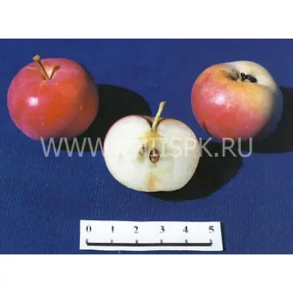 Амурское урожайное