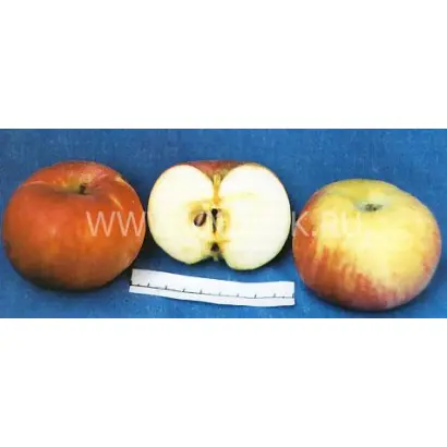 Анис розово-полосатый