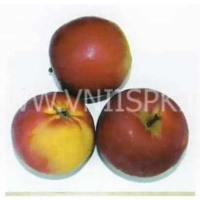 Анис свердловский