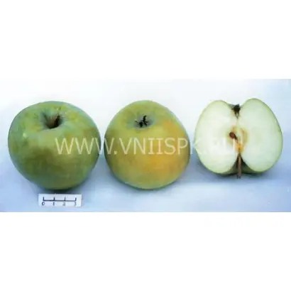 Ахтубинское