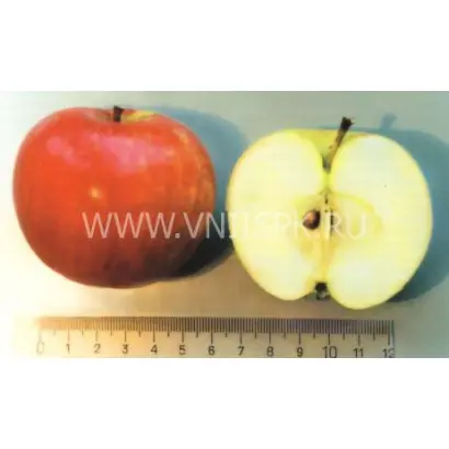 Башкирское зимнее