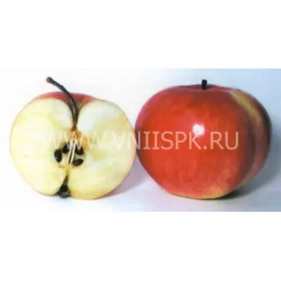 Бельфлер башкирский