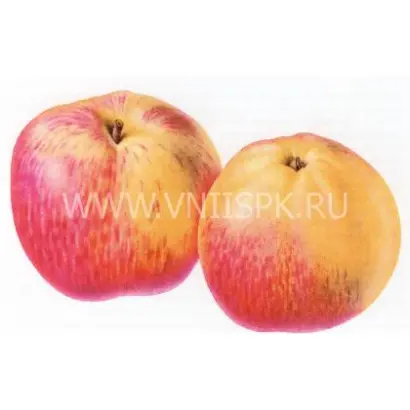 Бельфлер-китайка