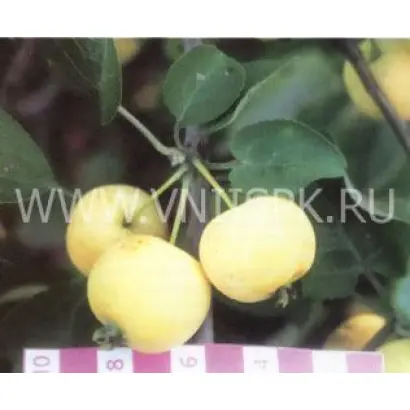 Бердское сладкое