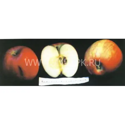 Беркутовское