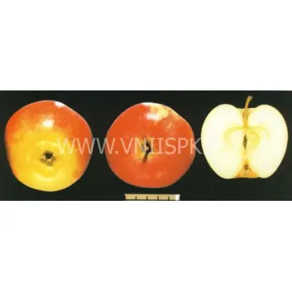 Бессемянка мичуринская