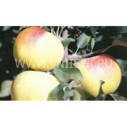 Бойкен (Позднее зимнее)