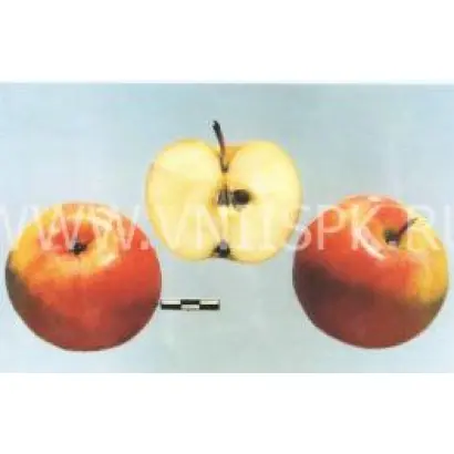 Болотовское