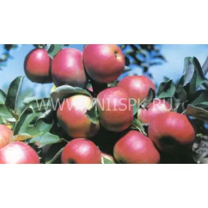  Вагнер (Вагнера призовое)