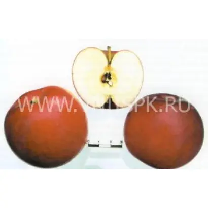 Веньяминовское