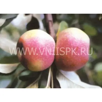 Восход Кубани