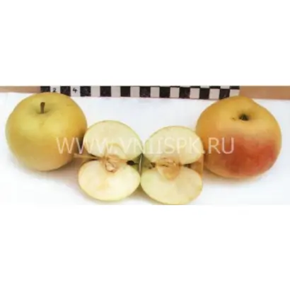 Георгиевское