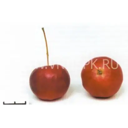 Горноалтайское