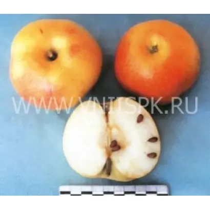 Грив Руж (Грив Ред)