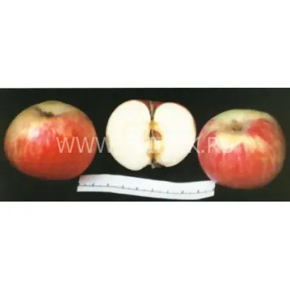 Грушовка московская (Грушовка, Скороспелка)