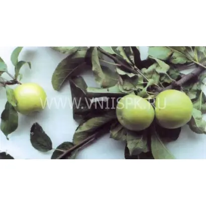 Дагестанское зимнее