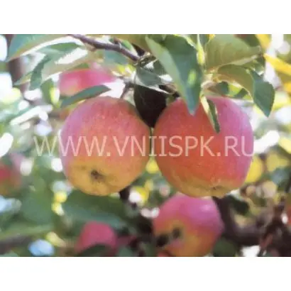 Делишес (Превосходное)