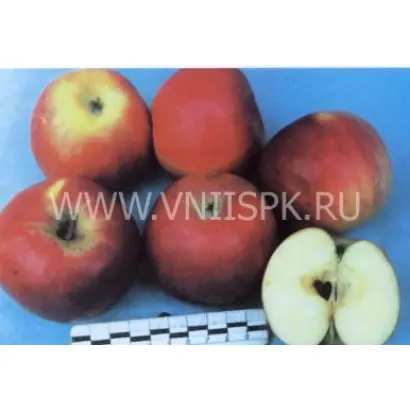 Джонаред (Джонатан Ред)