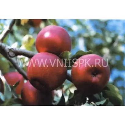 Джонатан (Хорошавка зимняя, Осламовское, Зимнее красное)